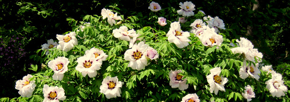 Paeonia